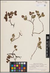 Foto von Salix herbacea L. x Salix lapponum L. x Salix polaris Wahlenb.